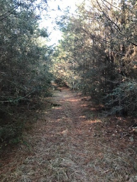 46 Acres Tangipahoa Parish  LA featured image