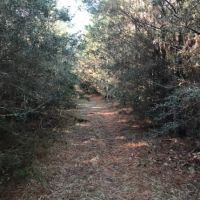 46 Acres Tangipahoa Parish  LA