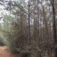 46 Acres Tangipahoa Parish  LA images 2