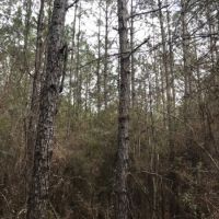 46 Acres Tangipahoa Parish  LA images 3
