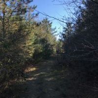 46 Acres Tangipahoa Parish  LA images 5