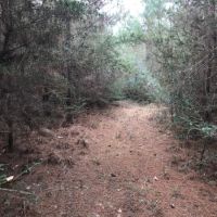 46 Acres Tangipahoa Parish  LA images 6