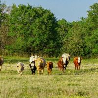 Rainbolt Ranch images 4