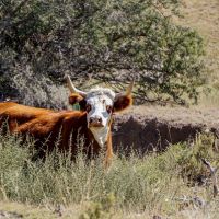 Gearhart Ranch images 3