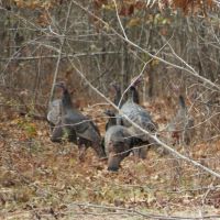 Rocky Creek Hunting Camp images 3