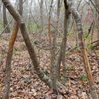 Rocky Creek Hunting Camp images 6
