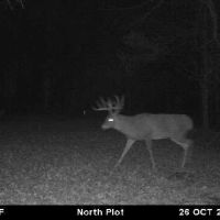 Luxury Estate on 40 Acres in Adams County WI images 6
