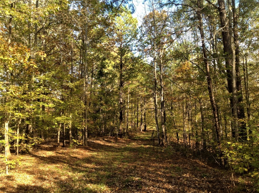 45-017-golson-plantation featured image