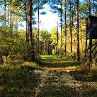 45-017-golson-plantation images 3