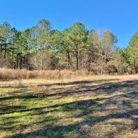 Secluded Hunting Land Bordering Homochitto National Forest images 1