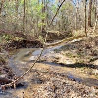 Secluded Hunting Land Bordering Homochitto National Forest images 2