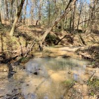 Secluded Hunting Land Bordering Homochitto National Forest images 3