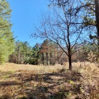 Secluded Hunting Land Bordering Homochitto National Forest images 5