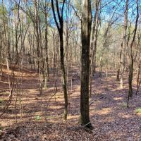 Secluded Hunting Land Bordering Homochitto National Forest images 6