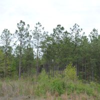 Chilton County Timber Tract images 2