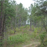 Chilton County Timber Tract images 3