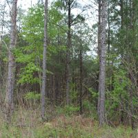 Chilton County Timber Tract images 4