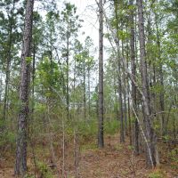 Chilton County Timber Tract images 6
