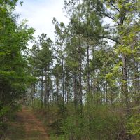 Chilton County Timber Tract images 5