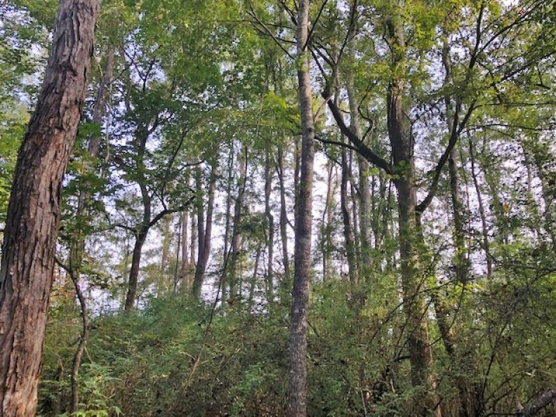 76 Acres of Hunting Timberland in NPSD featured image