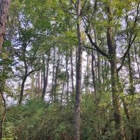 76 Acres of Hunting Timberland in NPSD