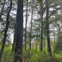 76 Acres of Hunting Timberland in NPSD images 2