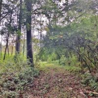 76 Acres of Hunting Timberland in NPSD images 3