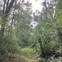 76 Acres of Hunting Timberland in NPSD images 4