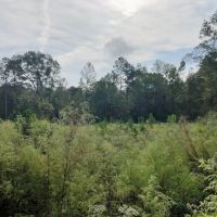 76 Acres of Hunting Timberland in NPSD images 5