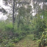 76 Acres of Hunting Timberland in NPSD images 6