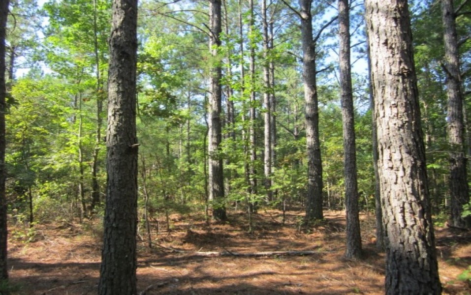 67.5 Acres in Alcorn County in Rienzi  MS featured image