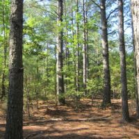 67.5 Acres in Alcorn County in Rienzi  MS