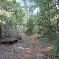67.5 Acres in Alcorn County in Rienzi  MS images 2