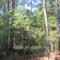 67.5 Acres in Alcorn County in Rienzi  MS images 3