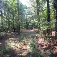 67.5 Acres in Alcorn County in Rienzi  MS images 4