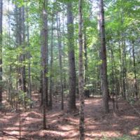 67.5 Acres in Alcorn County in Rienzi  MS images 5