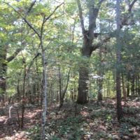 67.5 Acres in Alcorn County in Rienzi  MS images 6