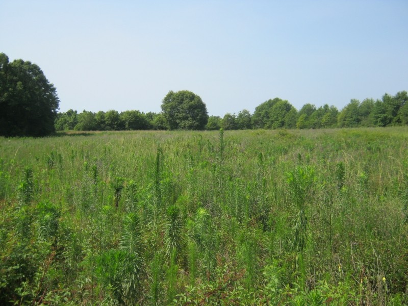 Othaney Simmons Rd. Franklinton  La. featured image