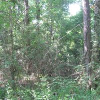 Othaney Simmons Rd. Franklinton  La. images 6