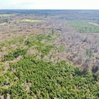 80 Acres Land for Sale Brookhaven  Lincoln County  MS images 3