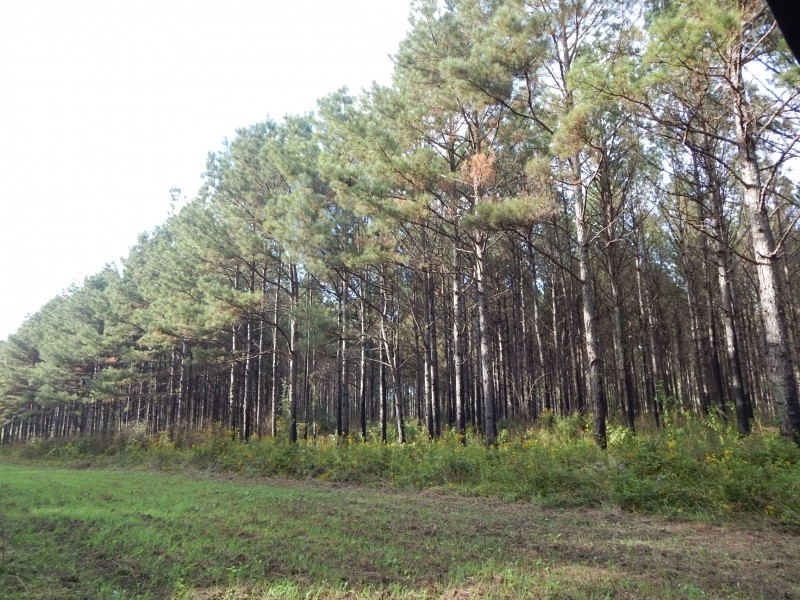 207 acre -Hunting &nbsp; Investment featured image