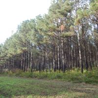 207 acre -Hunting &nbsp; Investment