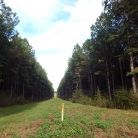 207 acre -Hunting &nbsp; Investment images 4