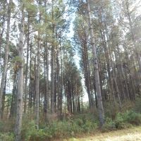207 acre -Hunting &nbsp; Investment images 5