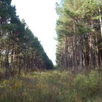 207 acre -Hunting &nbsp; Investment images 6