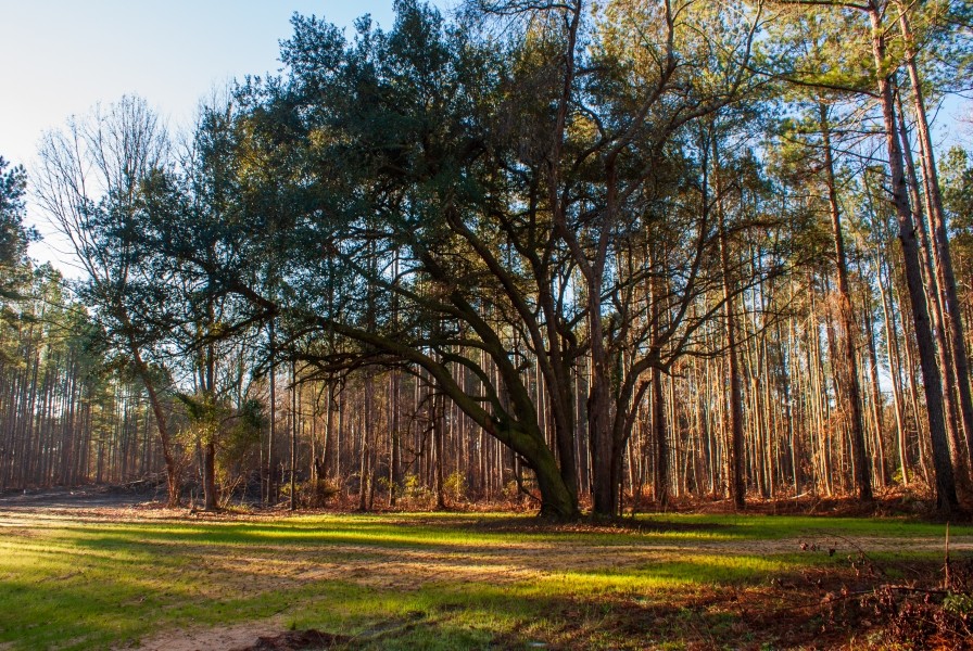 Ricochet Lane featured image