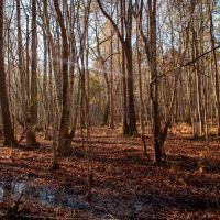 Ricochet Lane images 2