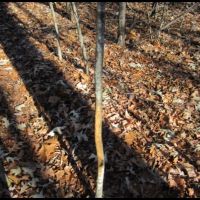 19.2 Acres Lafayette County in Paris  MS images 5