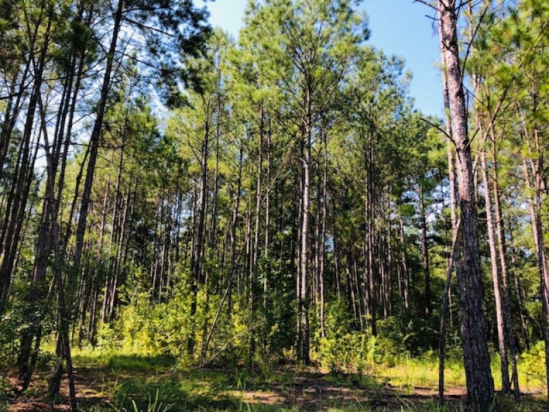 88 Acres  North of Columbia  MS featured image