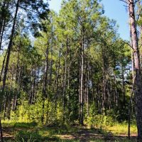 88 Acres  North of Columbia  MS